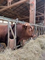 Bio-Bulle (Angus x Fleckvieh) Bayern - Treuchtlingen Vorschau