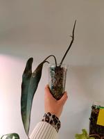 Philodendron Atabapoense Ableger Nordrhein-Westfalen - Remscheid Vorschau