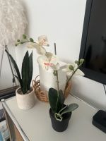 Ikea Kunstpflanze Orchidee Köln - Nippes Vorschau