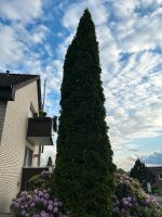 Thuja Heckenplanze Dekopflanze Bielefeld - Brackwede Vorschau