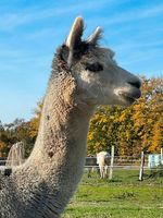 Alpaka Wanderung 12.05. Muttertag mit Kaffee/Kuchen Kreis Ostholstein - Stockelsdorf Vorschau