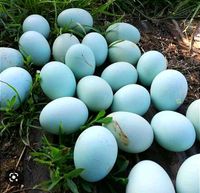 Bruteier große Araucana Grünleger reinrassig Sachsen-Anhalt - Röblingen am See Vorschau