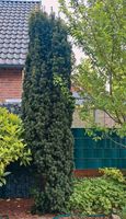 Eibe Nadelbaum 3m Gartenpflanze Nordrhein-Westfalen - Schermbeck Vorschau