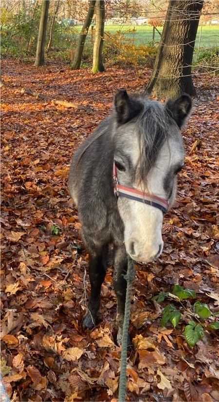 Welsh A, Hengst(Wallach möglich),Jungpony, schöne Farbe, Zucht!!! in Oberhausen