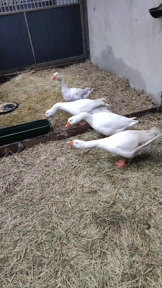 Gänse, Ganter in Leer (Ostfriesland)