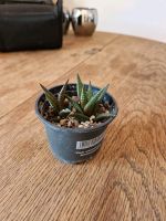 Haworthia Limifolia ableger Berlin - Spandau Vorschau