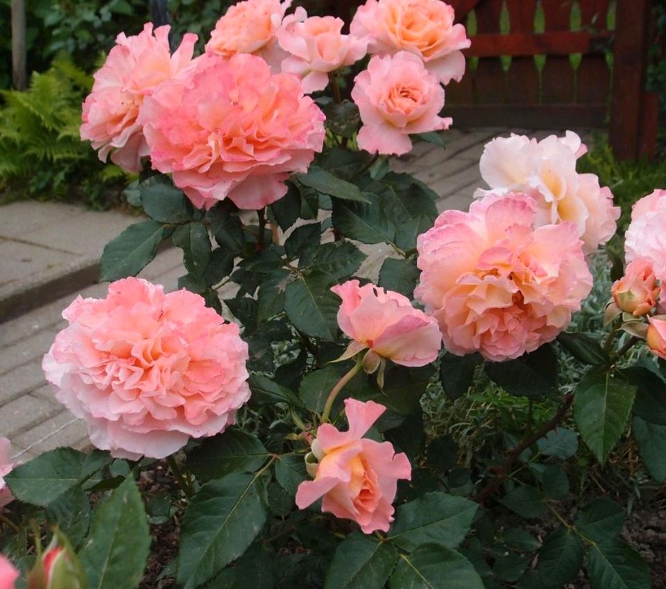 Rose Augusta Luise in Gifhorn