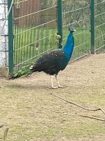 Pfauen Hahn und Henne Kreis Ostholstein - Ahrensbök Vorschau