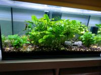 Aquarium 60 L Nordrhein-Westfalen - Lennestadt Vorschau