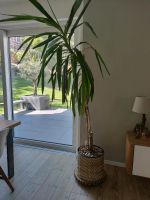 Zimmerpflanze Pflanze Palme Yucca Yuccapalme Sachsen - Aue Vorschau