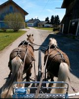 Fahrponys Classic Ponys Passgespann Bayern - Freilassing Vorschau