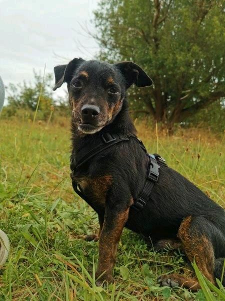 CURRITO Dackel Pinscher Mischling Rüde Tierschutz Hund in Sassenberg