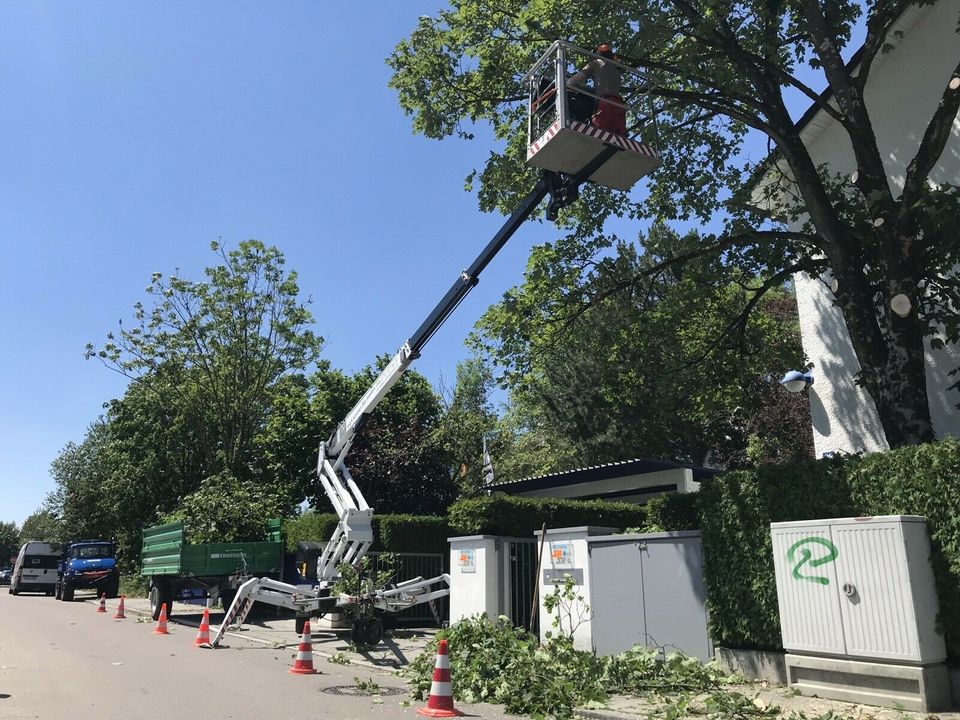 Baumfällung Seilklettertechnik Baum Schneiden Fällen in München