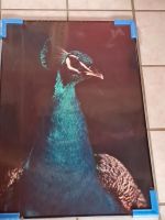 Neupreis 70€  Pfau Motiv Rahmen Schwarz Bild 90x60 Brandenburg - Rehfelde Vorschau