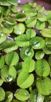 Büschelfarn Aquarium Pflanze gegen Algen Sachsen - Radeburg Vorschau