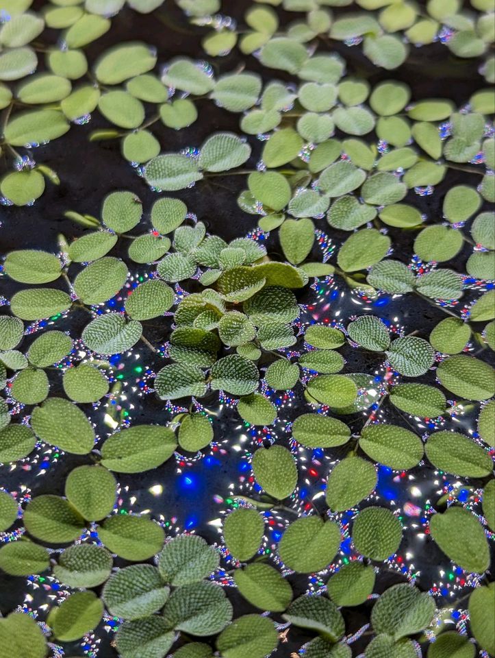 Salvinia auriculata Kleinohriger Schwimmfarn Schwimmpflanzen in Köln