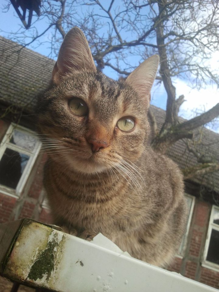 Katze getigert vermisst Altmark, Kalbe (Milde), Brüchau in Zethlingen