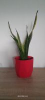 Bogenhanf pflegeleichte Zimmerpflanze Sansevieria trifasciata Anrode - Lengefeld Vorschau