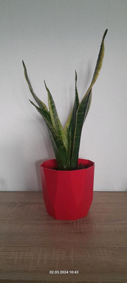 Bogenhanf pflegeleichte Zimmerpflanze Sansevieria trifasciata in Lengefeld
