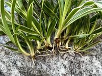 12 Ableger‼️ Grünlilie Steckling Bewurzelt hängende Zimmerpflanze Rheinland-Pfalz - Adenau Vorschau