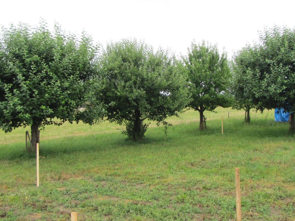 Bio Äpfel, Apfelsaft oder Apfelmost aus eigenem Anbau in Waldkirchen