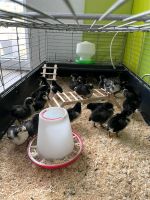Viele kleine Küken für Dich! Hühnereier ausbrüten zu Hause Hessen - Taunusstein Vorschau