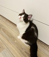 Bkh Katze Shoko-weiß 1 Jahr alt Rheinland-Pfalz - Zweibrücken Vorschau
