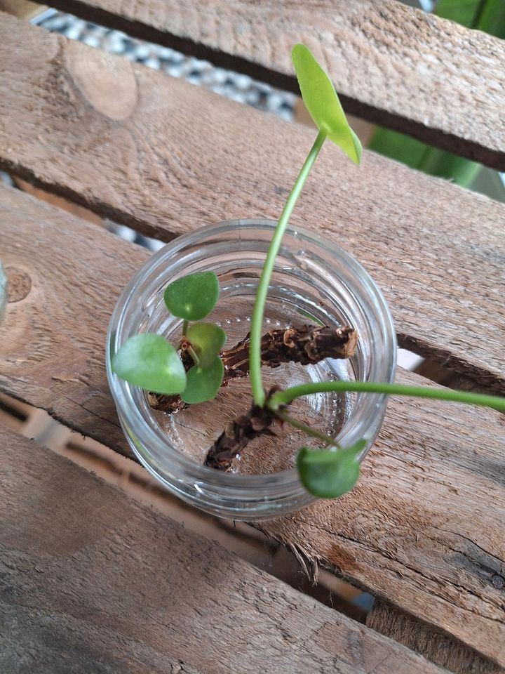 Ableger Pilea / GeldbaumIch muss mich von einigen meiner Pflanzen in Herten