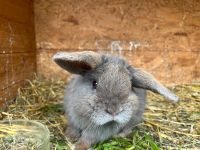 Mini Lop Zwergwidder Rammler Sachsen-Anhalt - Seegebiet Mansfelder Land Vorschau