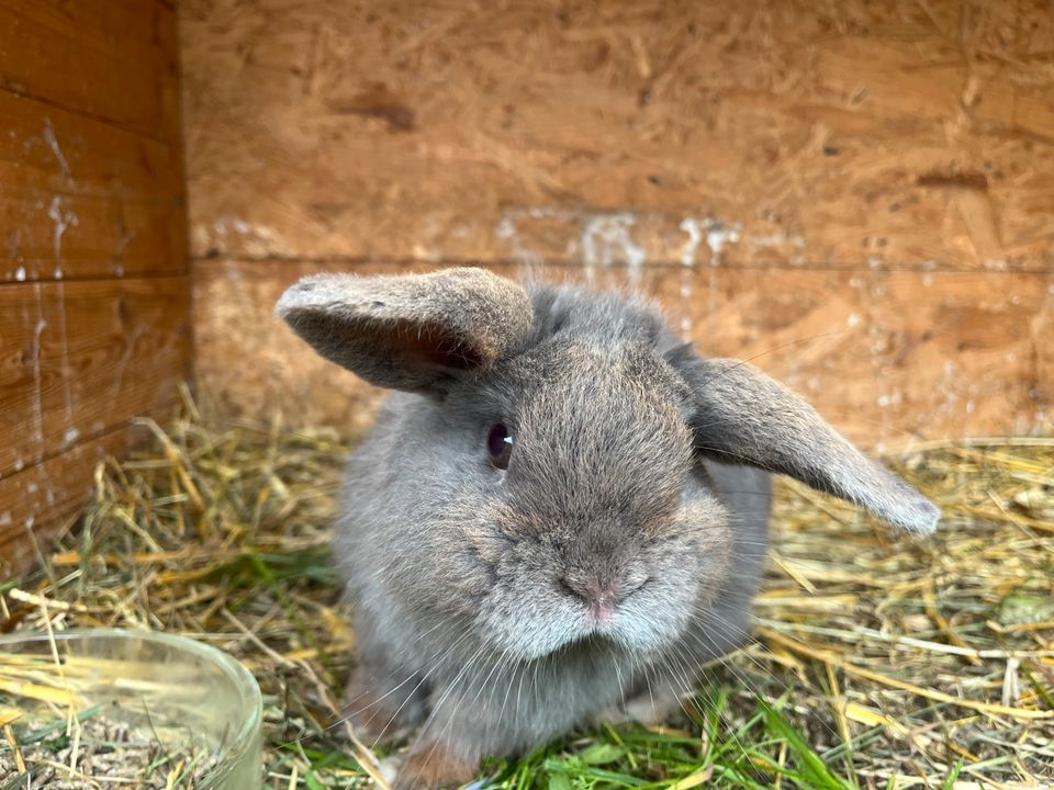 Mini Lop Zwergwidder Rammler in Seegebiet Mansfelder Land