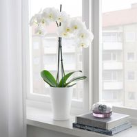 IKEA PAPAJA | Übertopf | weiß | 12x19 cm | Orchidee Sachsen-Anhalt - Altenweddingen Vorschau