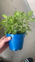 Jalapeño Chili Jungpflanzen - 5 Stck/3€ Bonn - Nordstadt  Vorschau