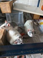 Drei männliche Ratten und bei Interesse mit Stall Rheinland-Pfalz - Oberfell Vorschau