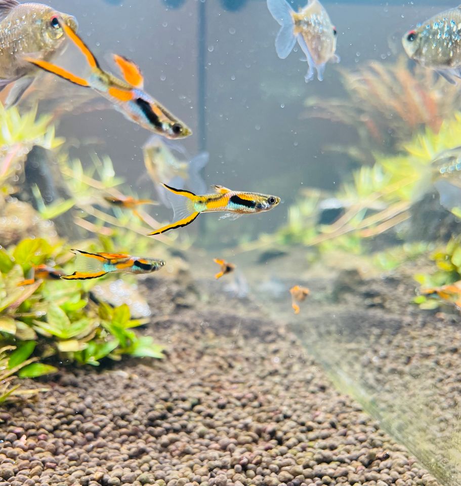 Endler Guppy 10 Stück in Hirschaid