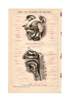 ANTIKE BILDTAFEL-1903-ANATOMIE-MUND-UND NASENHÖHLE-CAVUS ORIS Berlin - Mitte Vorschau