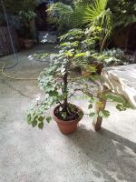 Bonsai Linde Outdoor Bonsai 39 Jahre alt Nordrhein-Westfalen - Übach-Palenberg Vorschau