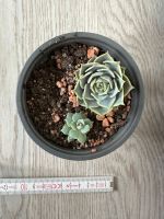 Sukkulente Echeveria Stuttgart - Stuttgart-Mitte Vorschau