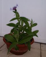 Staude blühend in großem Topf Flockenblume blau Centaurea montana Frankfurt am Main - Bockenheim Vorschau