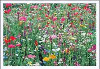 Ikea, Bild, Leinwand, Blumen, Wildblumen, Blumenwiese Nordrhein-Westfalen - Olpe Vorschau