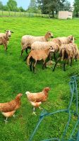 Barbados Schafe Sachsen - Stolpen Vorschau