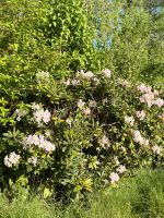 Rhododendron zum selbst ausgraben Niedersachsen - Delmenhorst Vorschau