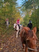 Reitbeteiligung (Pferd sucht Mensch) Brandenburg - Potsdam Vorschau