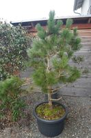 Japanische Schwarzkiefer für Bonsai Kr. Dachau - Dachau Vorschau