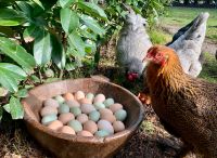 Bruteier Grünleger Zwergbrahma Pavlowskaja Araucana Lavender usw Nordrhein-Westfalen - Krefeld Vorschau