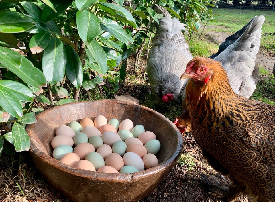 Bruteier Grünleger Zwergbrahma Pawlowskaja Araucana Lavender usw in Krefeld