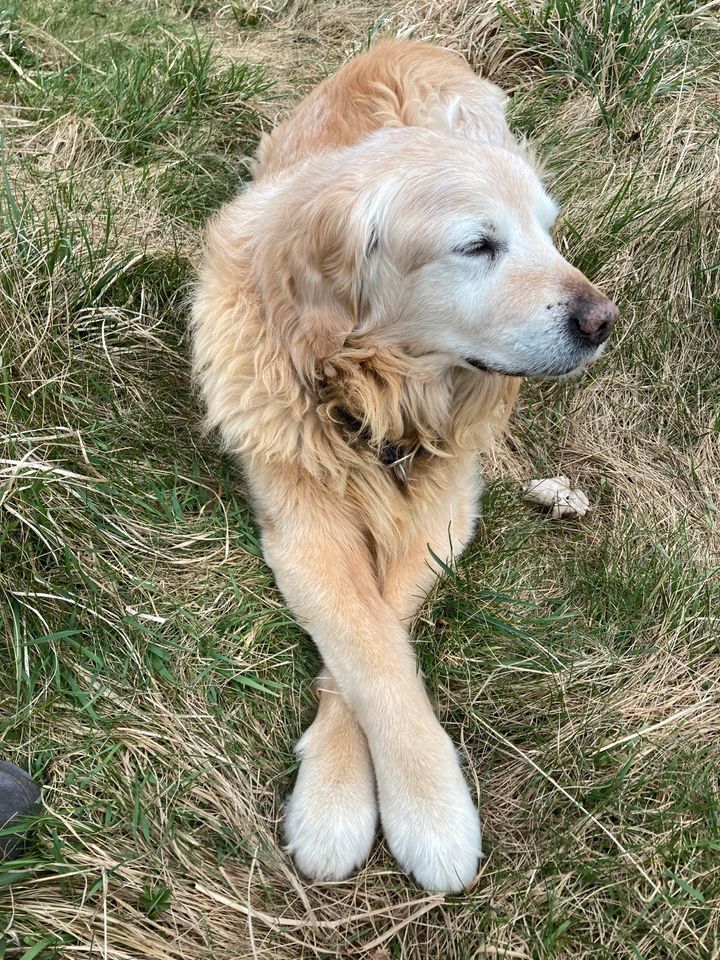 Hundebetreuung/Hundesitter in Freising