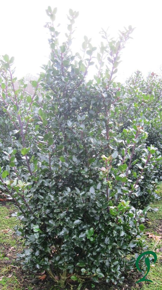 Heckenpflanzen Thuja Smaragd u. Brabant-Kirschlorbeer-Eiben-Ilex. in Lohne