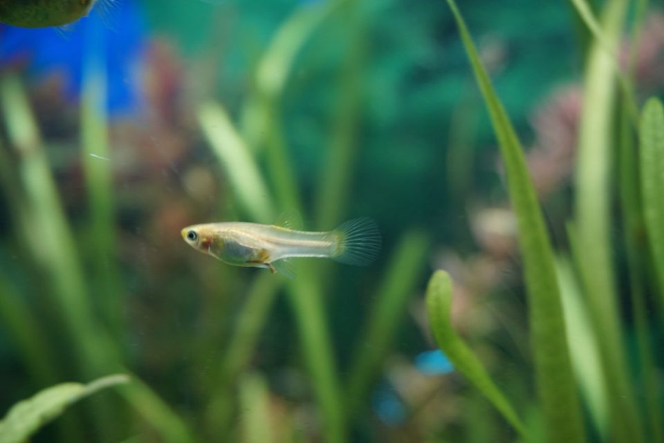 Guppy Endler Ginga Rubra in Göttingen