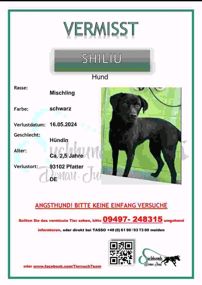 Hund vermisst Shiliu  in 93102 Pfatter in Pfatter