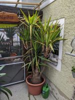 Schöne große Yucca Palme Bayern - Bad Berneck i. Fichtelgebirge Vorschau